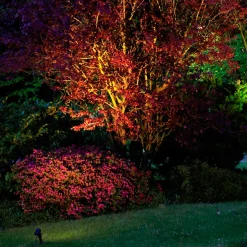 Albert 2197 Spießstrahler